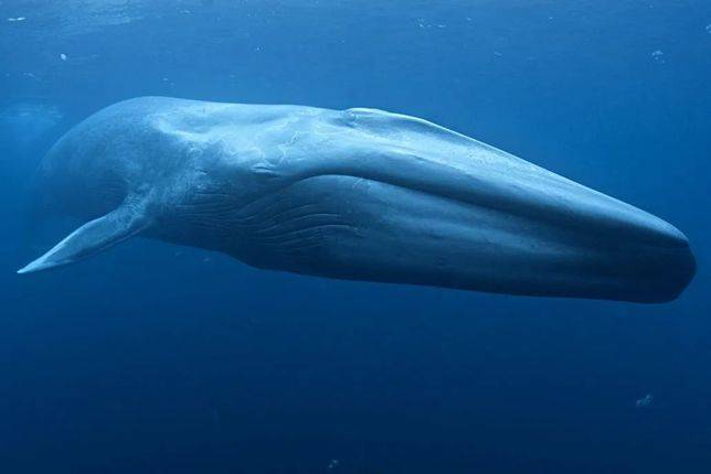 藍鯨是世界上最大的生物