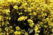 入冬養盆「它」，黃色的小花「香噴噴」，滿室溫暖，滿室春！
