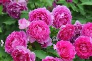 最香的13種花，一開花滿盆，能香幾十年，越養越值錢