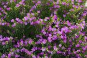 俗名叫紫花滿天星，葉子細小，花量極多，家裡陽光多可嘗試養一盆