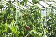 大棚番茄病蟲無公害防治技術