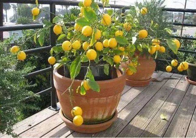 第二、盆栽檸檬
