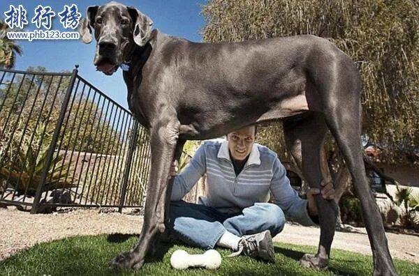 世界上最大的十個狗品種排名 大丹犬高2 2米 111公斤 Vito雜誌