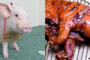 日本主播把養了100天的寵物豬給烤著吃了，結果不到10天豬又復活了？