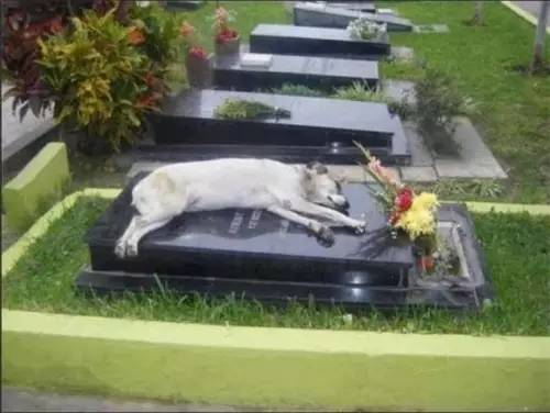 躺在主人墳墓上的義犬