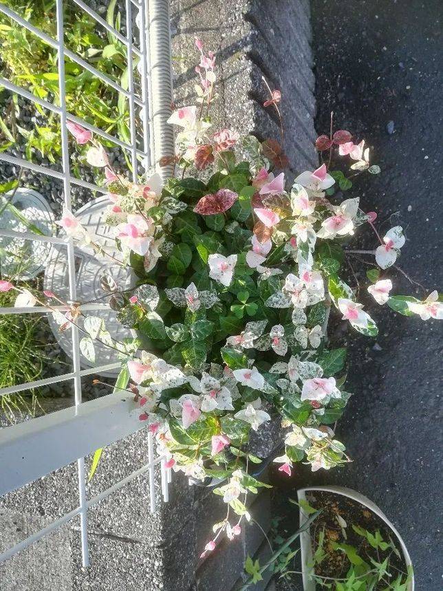7種小眾觀葉觀花植物 適合養成陽臺上的小盆栽 Vito雜誌