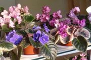 做好這8點，新手在室內養非洲紫羅蘭能常開花，還可以葉插繁殖