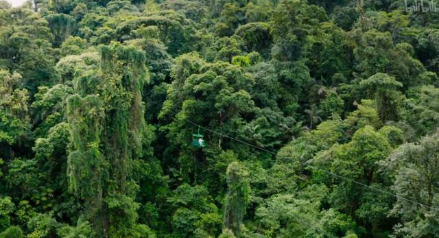熱帶雨林中植物的激烈競爭？有