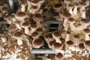香菇種植技術與注意事項 香菇出菇時噴水技巧