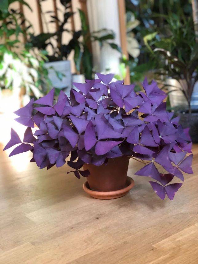 6、紫葉酢漿草