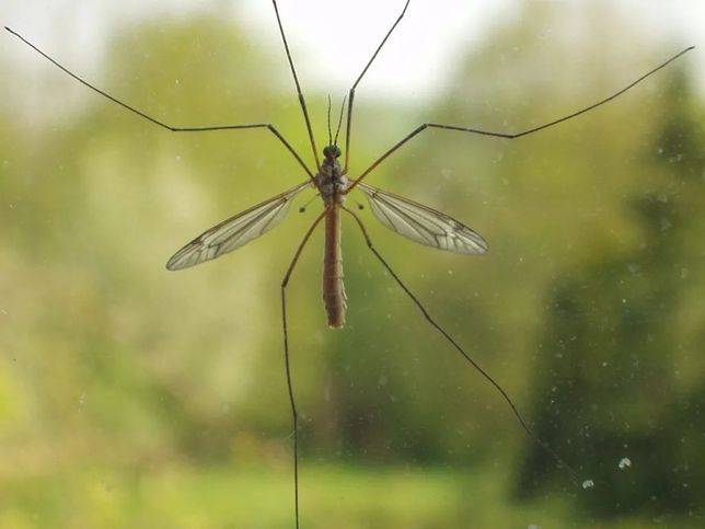 來源：blog.mosquito.buzz