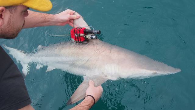 科研人員通過給黑鰭鯊魚鰭配備最新加速器