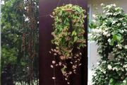 4種耐半陰的室內吊盆花卉，每天有些許陽光就能正常開花